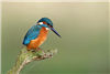 Kingfisher