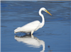 Great White Egret