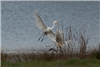 Great White Egret