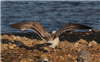 Caspian Gull