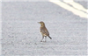 Water Pipit