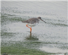 Spotted Redshank