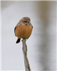 Stonechat