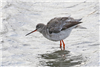 Spotted Redshank