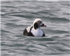 Long-tailed Duck