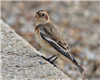 Snow Bunting