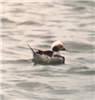 Long-tailed Duck