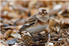 Snow Bunting