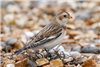 Snow Bunting