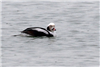 Long-tailed Duck