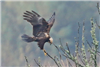 Marsh Harrier