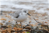 Sanderling