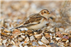 Snow Bunting