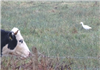 Cattle Egret