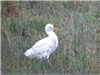 Cattle Egret