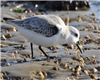 Sanderling