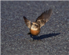 Stonechat