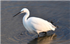 Little Egret