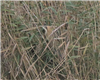 Bittern