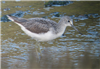 Greenshank