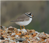 Ringed Plover