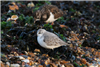 Sanderling