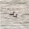 Slavonian Grebe