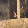 Black Redstart