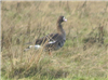 Greenland White-fronted Goose