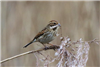 Reed Bunting