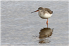 Spotted Redshank