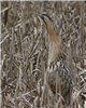 Bittern