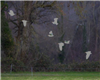 Cattle Egret