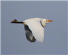 Cattle Egret