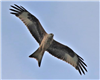 Red Kite