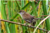 Cetti's Warbler