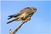 Kestrel