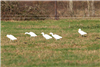 Cattle Egret