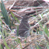 Water Pipit