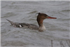 Red-breasted Merganser