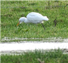 Cattle Egret