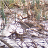 Water Pipit