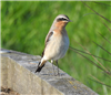 Wheatear