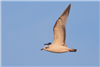 Mediterranean Gull