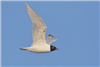 Mediterranean Gull