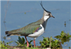 Lapwing