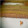 Garganey