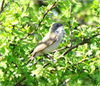 Lesser Whitethroat