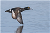 Tufted Duck