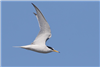 Little Tern